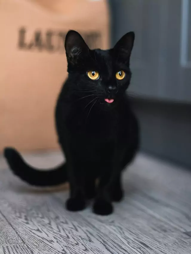 Awesome Black Cat Breeds