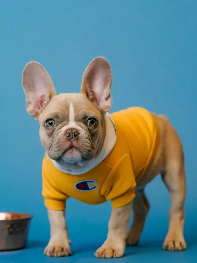 French Bulldog: Today’s Most Famous Dog Breed