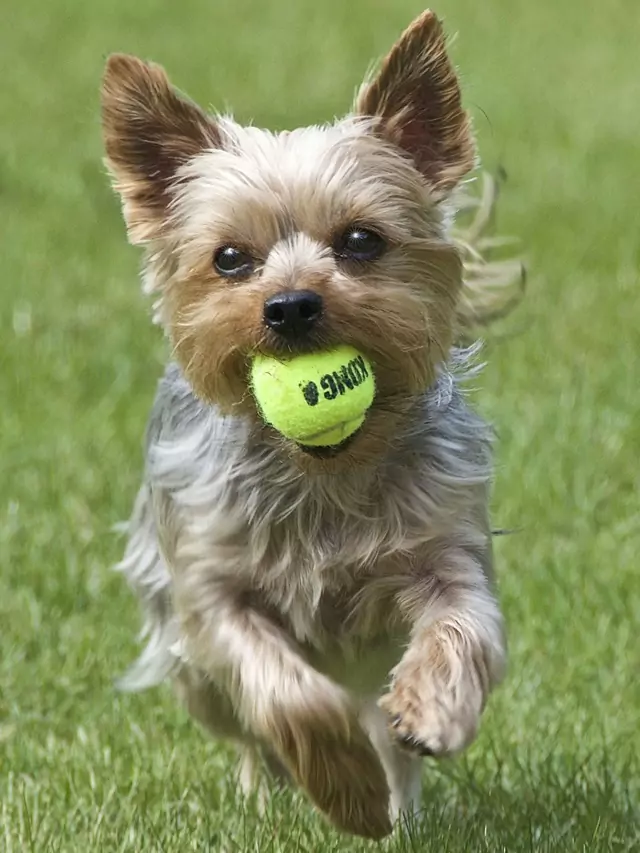 Fun Facts About Yorkshire Terriers You Might Not Know