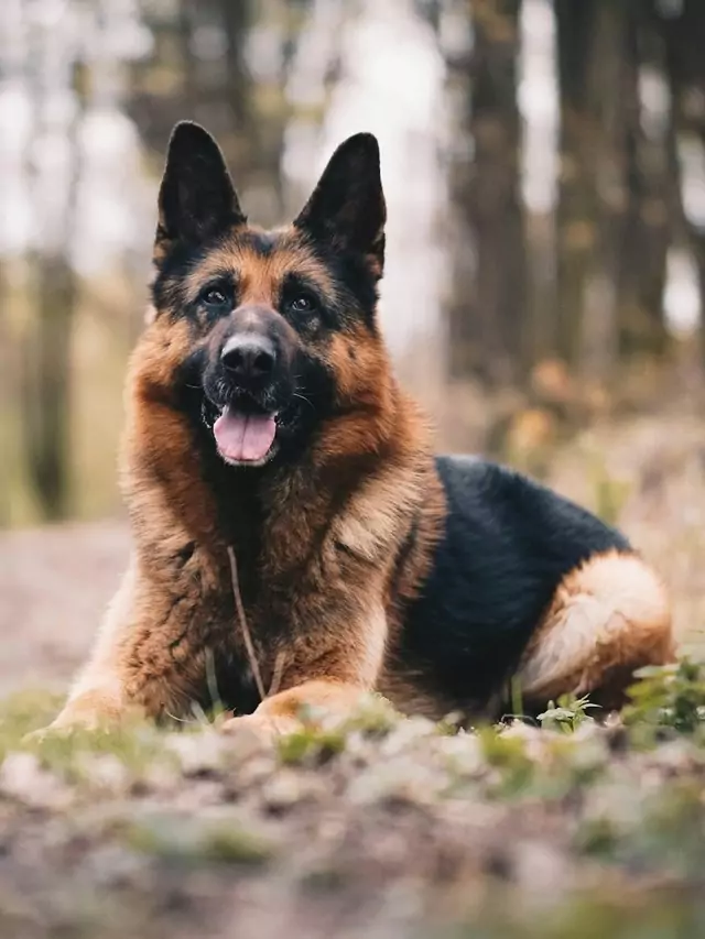 Main Characteristics of the German Shepherd