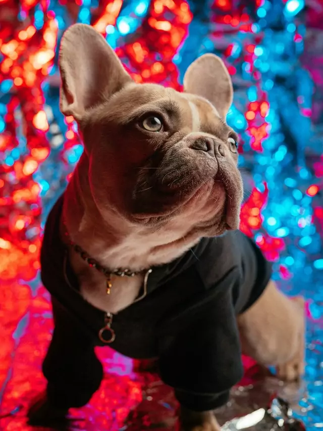 Top 8 Facts About French Bulldogs