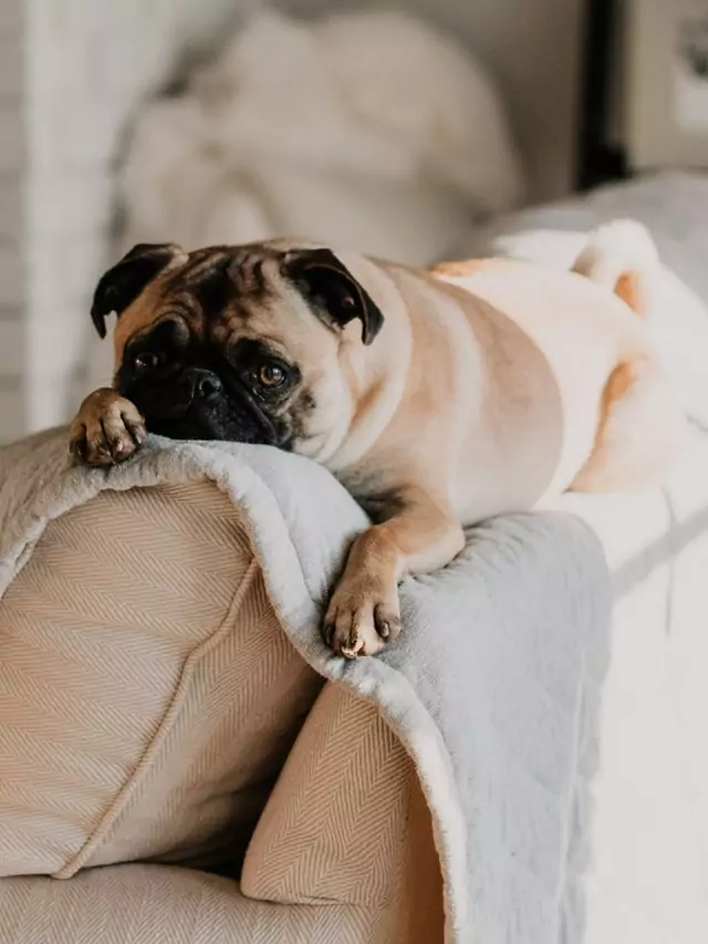 Top 8 Laziest Dog Breeds